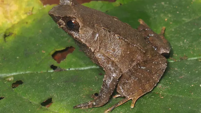 Katak Tanduk Aceh (Megophrys Acehensis)