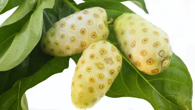 Manfaat Buah Mengkudu untuk Menjaga Kolesterol dan Kesehatan Tubuh