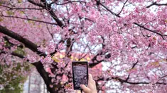 Orang-orang mengambil gambar bunga sakura di Taman Ueno di Tokyo, Jepang pada Senin (21/3/2022). Badan Meteorologi Jepang mengumumkan dimulainya musim bunga sakura di Tokyo. (Philip FONG / AFP)