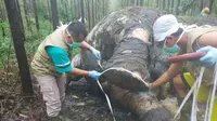 Petugas BBKSDA Riau memeriksa bangkai gajah mati akibat perburuan liar untuk diambil gadingnya. (Liputan6.com/M Syukur)