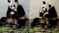 Foto ibu panda yang memeluk dan mencium anaknya yang baru lahir ini membuat haru netizen