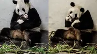Layaknya Manusia, Panda Lakukan Hal Mengharukan untuk Anaknya  