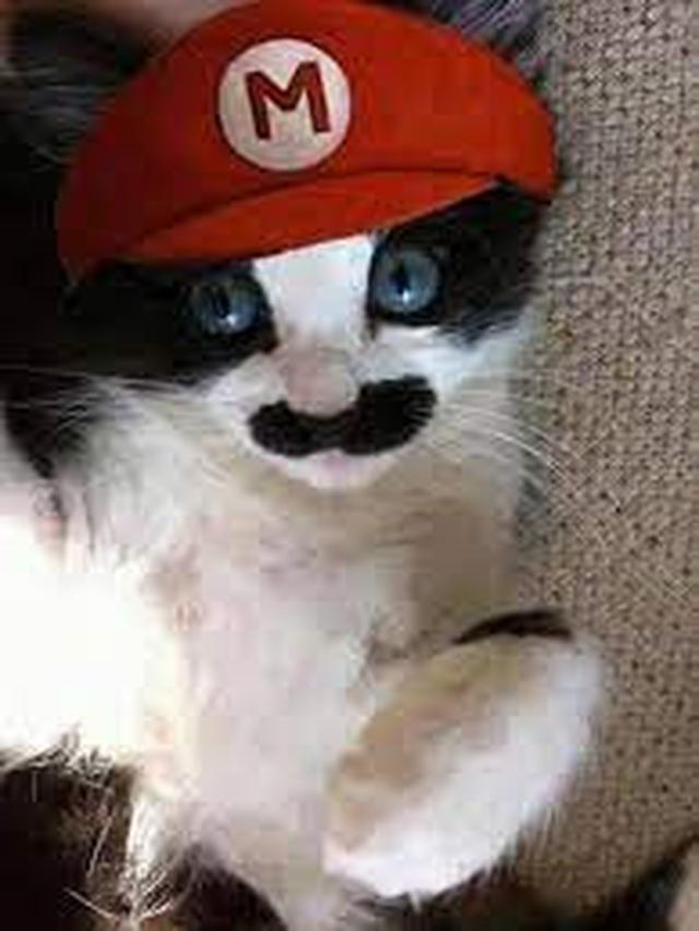 6 Potret Kucing Pakai Topi Ini Bikin Gemas, Lucu Banget