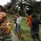 Kelapa sawit (AFP PHOTO/CHAIDEER MAHYUDDIN)