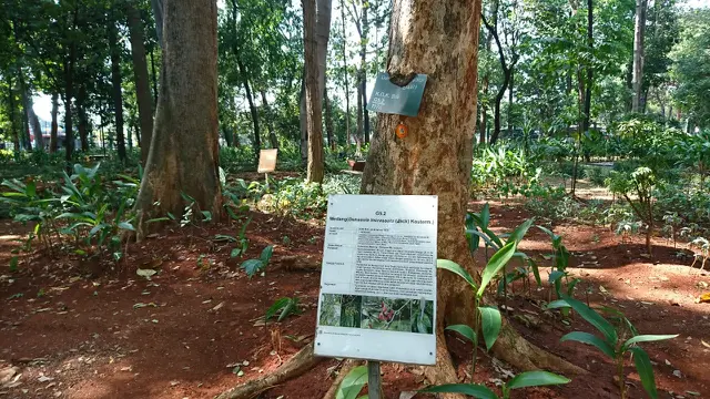 Melepas Penat Sejenak di Kafe Tengah Hutan Jakarta nan Instagramable