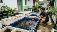 7 Kesalahan Memelihara Ikan Lele di Kolam Rumahan yang Perlu Dihindari