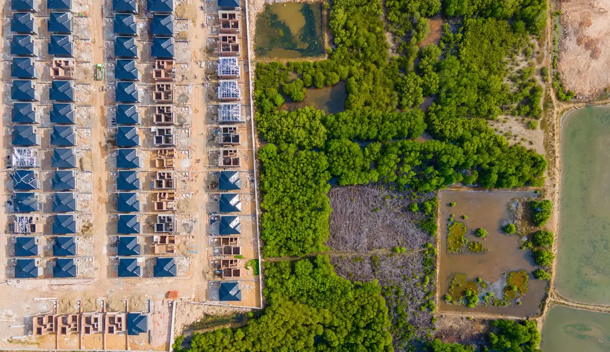 Hutan mangrove yang seharusnya dilestarikan sebagai benteng alami kawasan pesisir terus tergerus oleh kepentingan pembangunan perumahan. (CHAIDEER MAHYUDDIN/AFP)