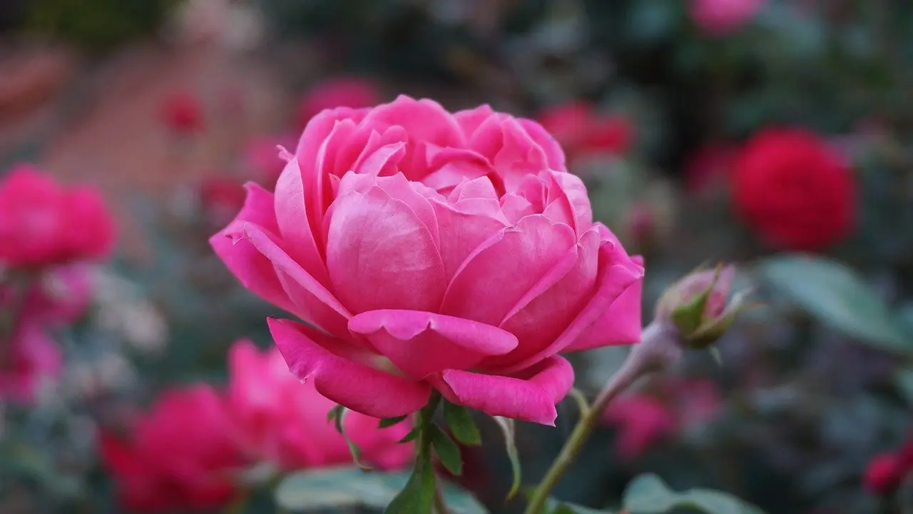 Ilustrasi bunga mawar