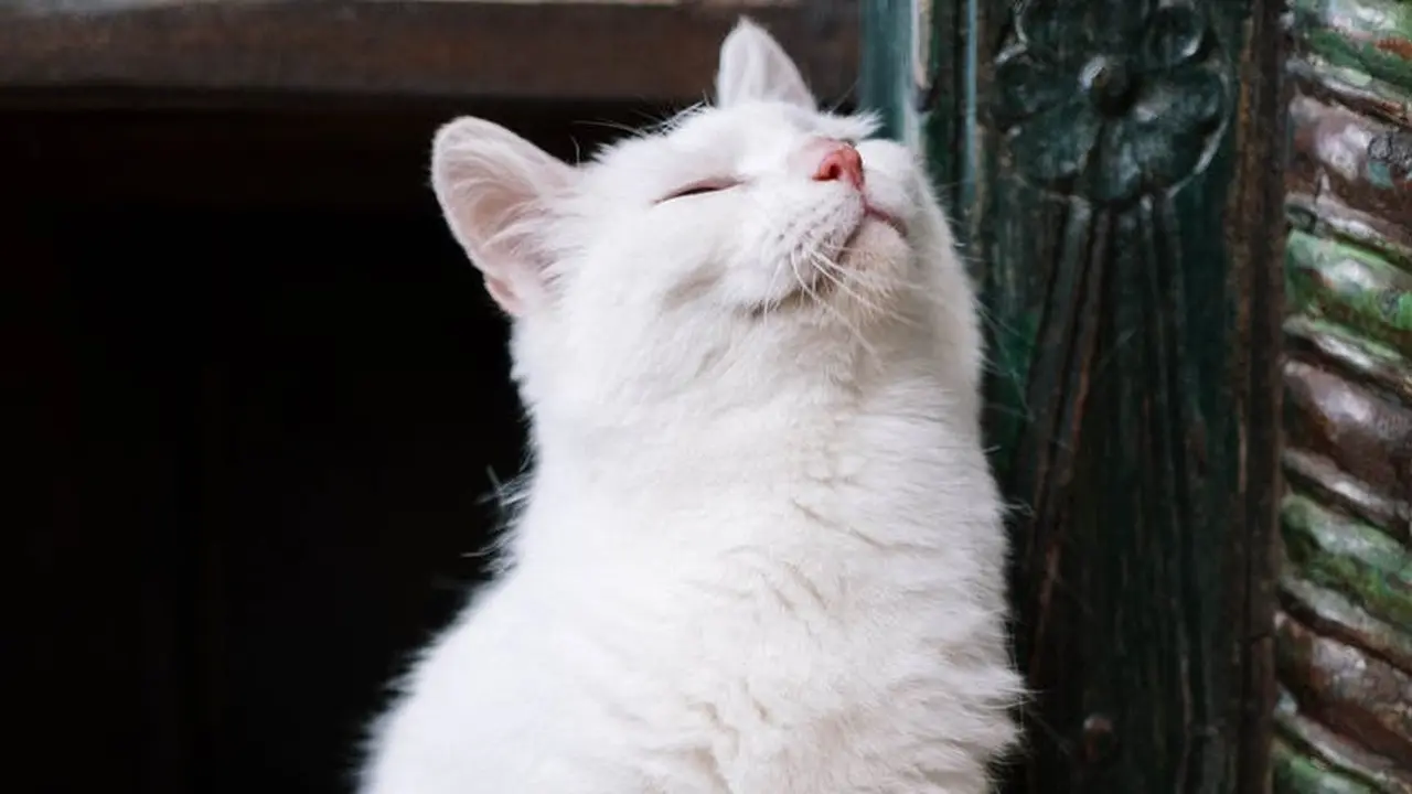 Arti Mimpi Melihat Kucing Putih