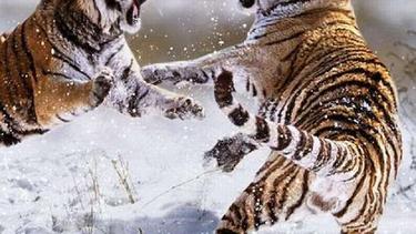 33++ Gambar Hewan Buas Keren - Gambar Sangat Keren