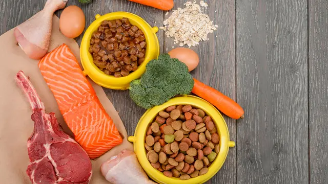 Alami Malnutrisi, Ini Cara Cepat Naikkan Berat Badan Kucing Siam