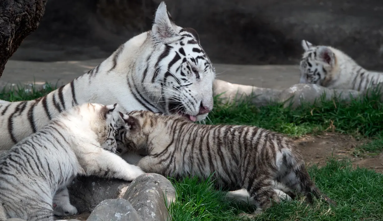 Induk harimau bengal, Clarita bermain dengan tiga anaknya di Kebun Binatang Huachipa, Lima, Peru, Selasa (30/10). Tiga bayi harimau bengal itu merupakan anak Clarita dan pasangannya asal Argentina, Yunga yang juga penghuni bonbin. (Cris BOURONCLE/AFP)