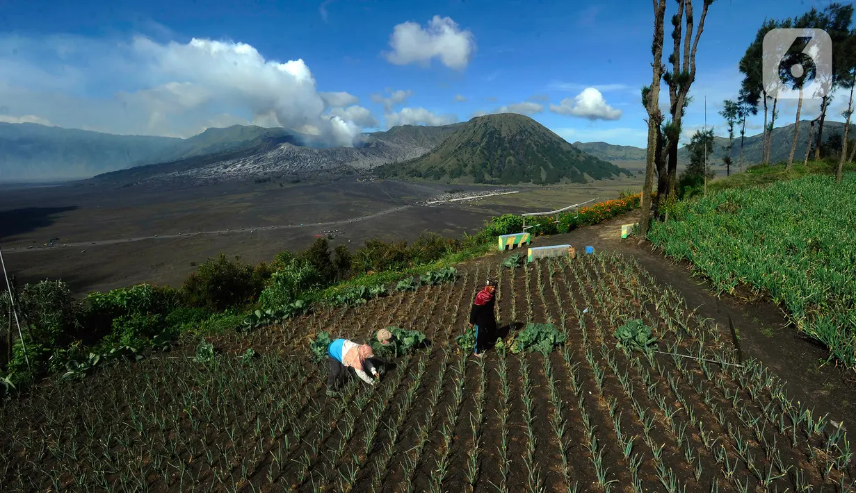 Selain menjadi salah satu destinasi wisata di Tanah Air, Gunung Bromo juga menyuburkan lahan pertanian untuk sayur mayur. (merdeka.com/Arie Basuki)