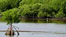 <p>Peringatan Hari Mangrove Sedunia bertujuan meningkatkan kesadaran tentang pentingnya ekosistem mangrove dan mendorong tindakan perlindungan dan pelestarian. (CHAIDEER MAHYUDDIN/AFP)</p>