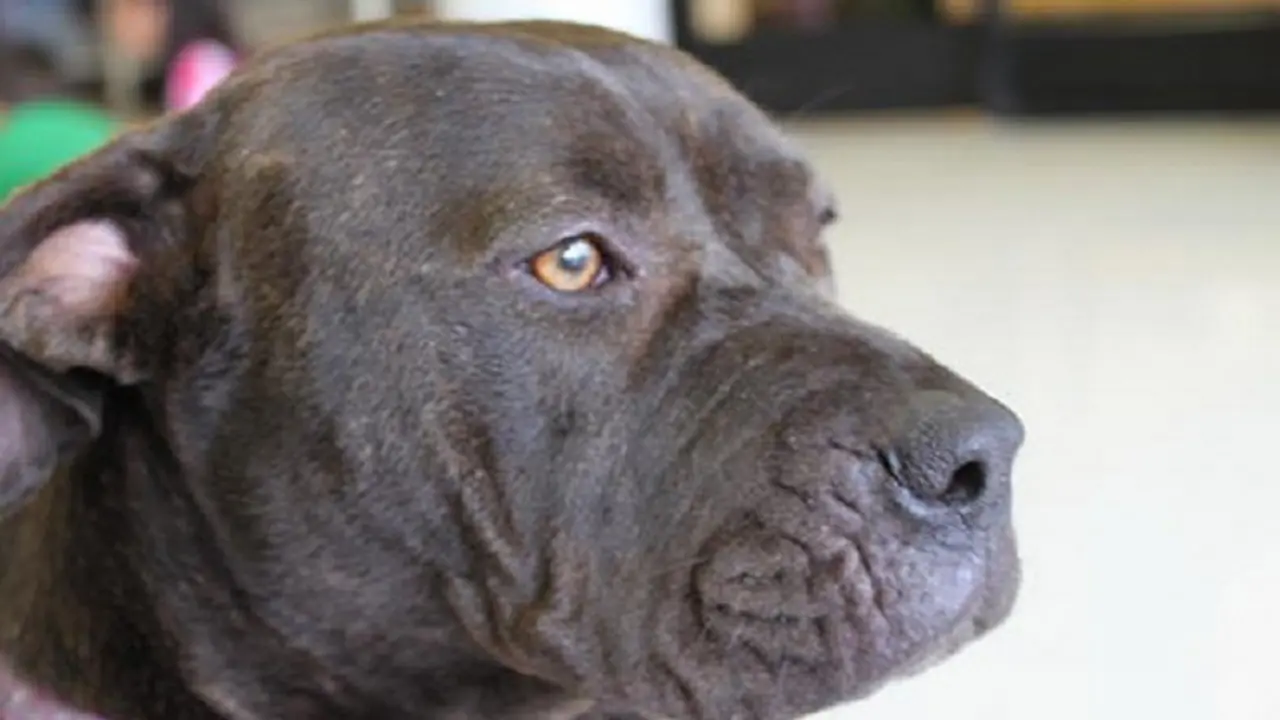 Ilustrasi anjing pittbull campuran shar-pei