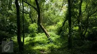Bagaimana bila seluruh hutan hijau berubah menjadi biru? Tentunya impian di negeri dongeng ini ternyata ada di Belgia. (Liputan6.com/Gempur M Surya)