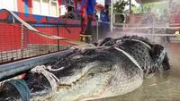 Viral Evakuasi Buaya Raksasa 5,7 Meter di Inhil Riau, Libatkan Puluhan Warga