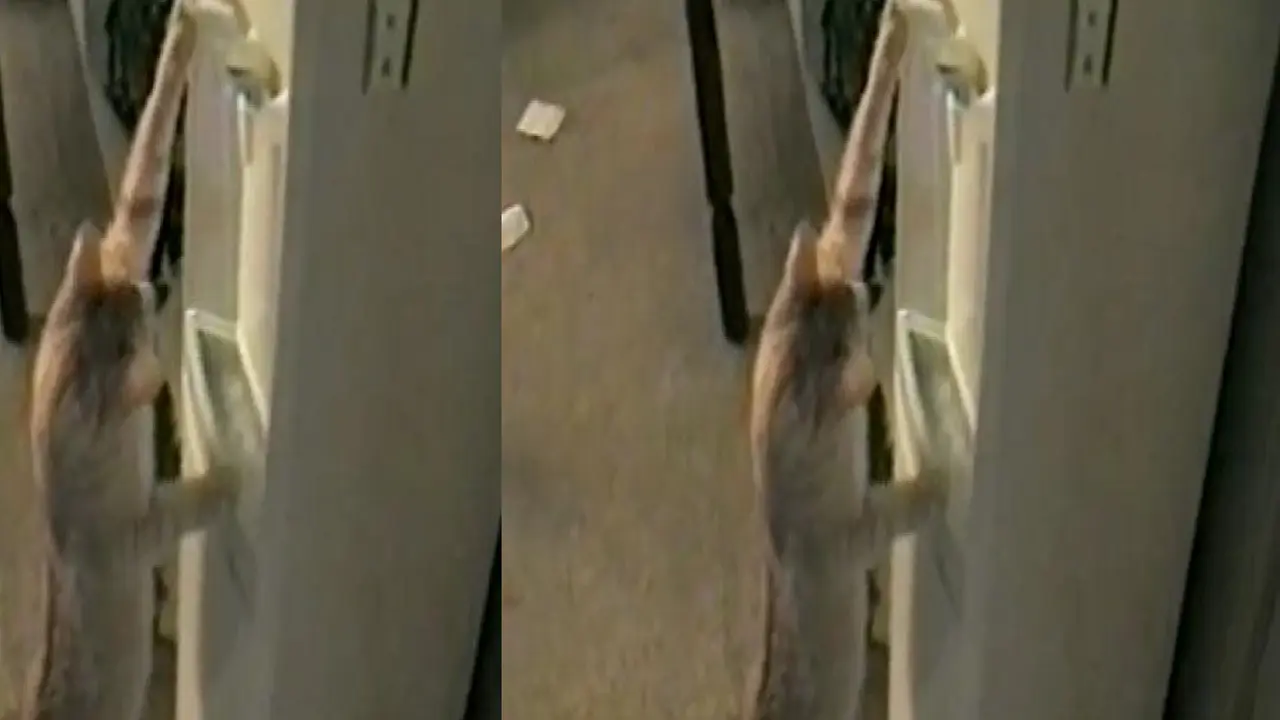 Kucing minum dari dispenser. (Youtube)