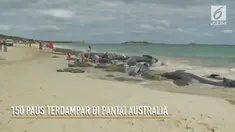 Rekaman video 150 paus yang terdampar di Teluk Hamelin, Australia.