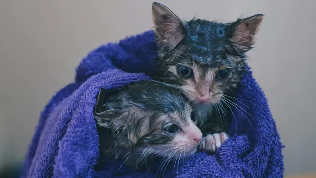 ilustrasi kucing basah mandi