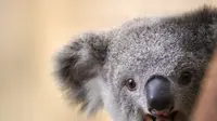 Berkurangnya Populasi Koala, Para Ilmuwan Australia Mulai Uji Coba Vaksin Klamidia