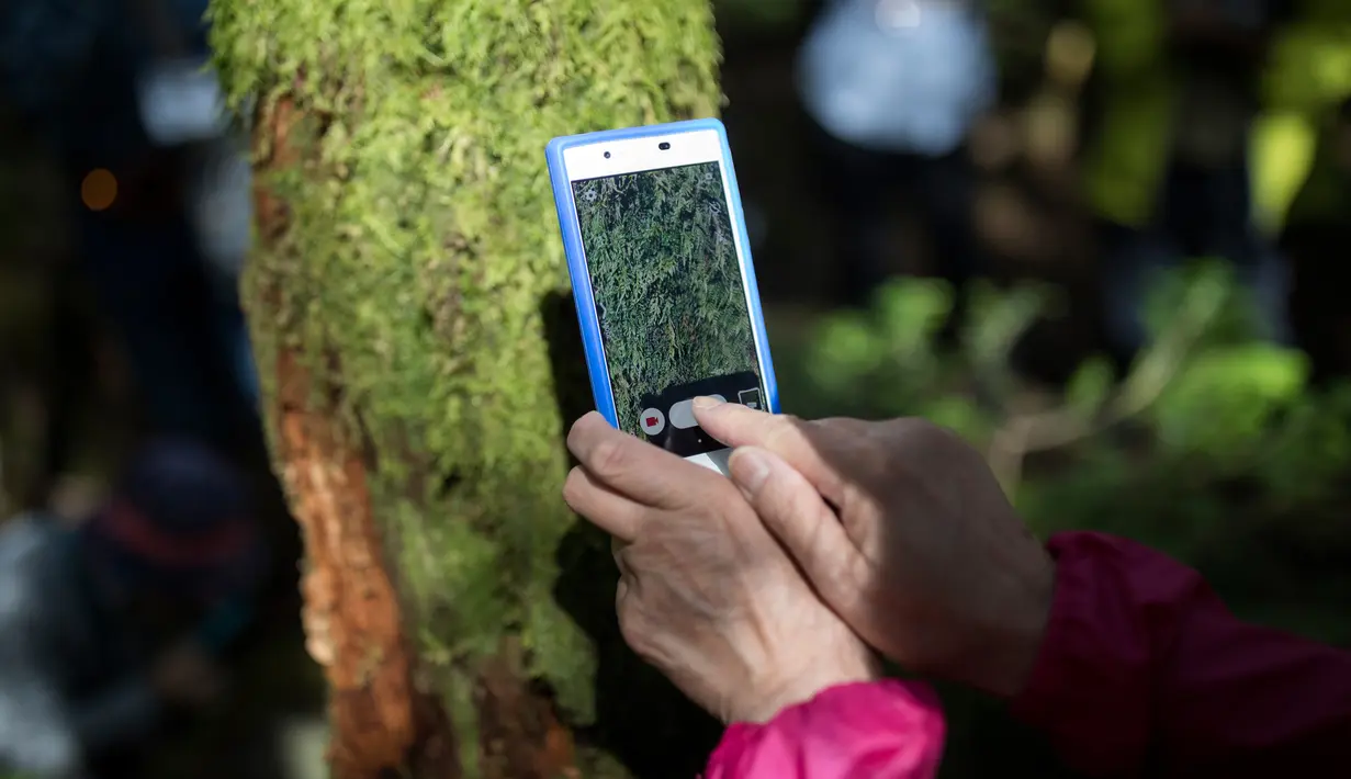 Seorang turis mengambil gambar lumut selama mengikuti tur mengamati lumut di hutan Kita-Yatsugatake dekat kota Sakuho, Jepang, 9 Juni 2018. Menggemari lumut menjadi tren yang berkembang dalam beberapa tahun terakhir di Jepang. (BEHROUZ MEHRI/AFP)