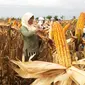 Para petani jagung, saat memanen jagungnya (Liputan6.com / Nefri Inge)