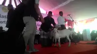 Penumpang Gelap dalam Kunjungan Mentan di Garut
