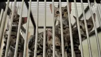 Kronologi Kucing Positif Rabies Gigit Belasan 11 Warga Belu NTT, Begini Kondisinya Sekarang