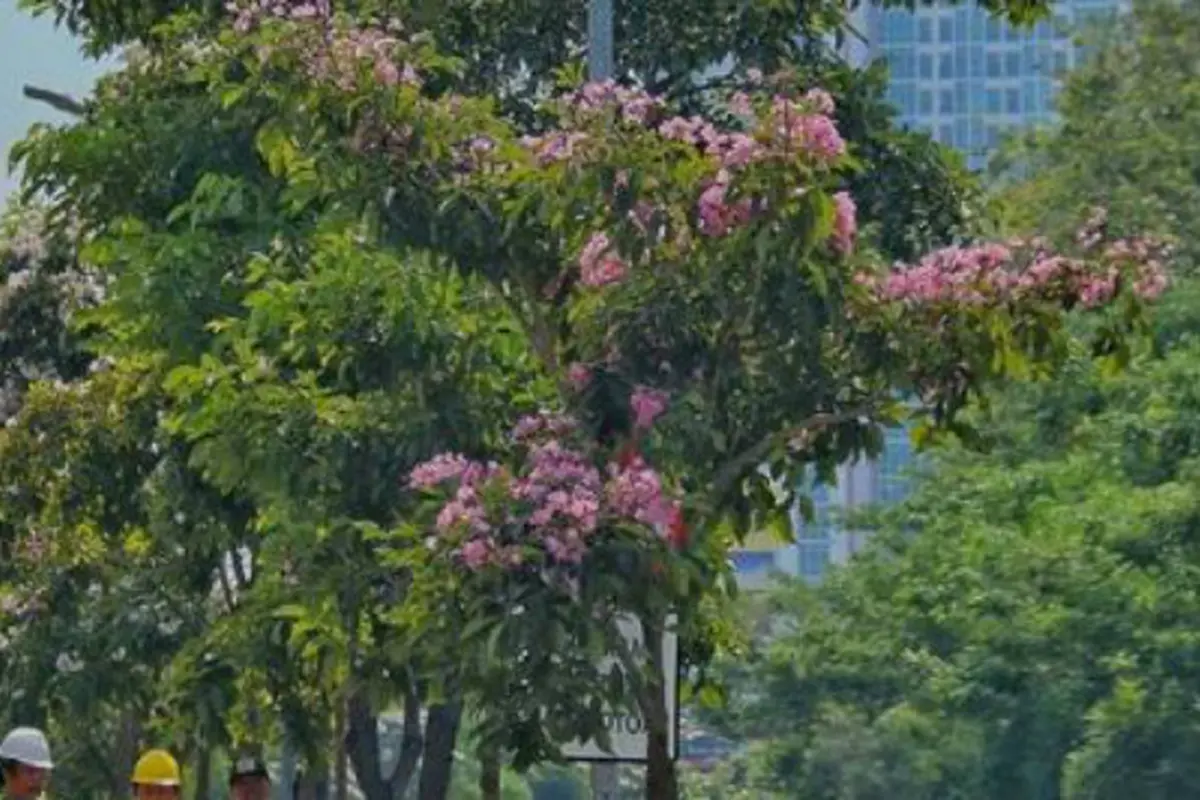(Foto: Instagram Dinas Perhubungan Pemkot Surabaya)