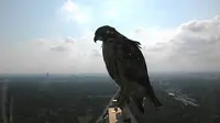Seekor elang tampak sering hingga di sebuah menara dan penasaran dengan sebuah kamera pengawas, lihat tingkahnya di sini.