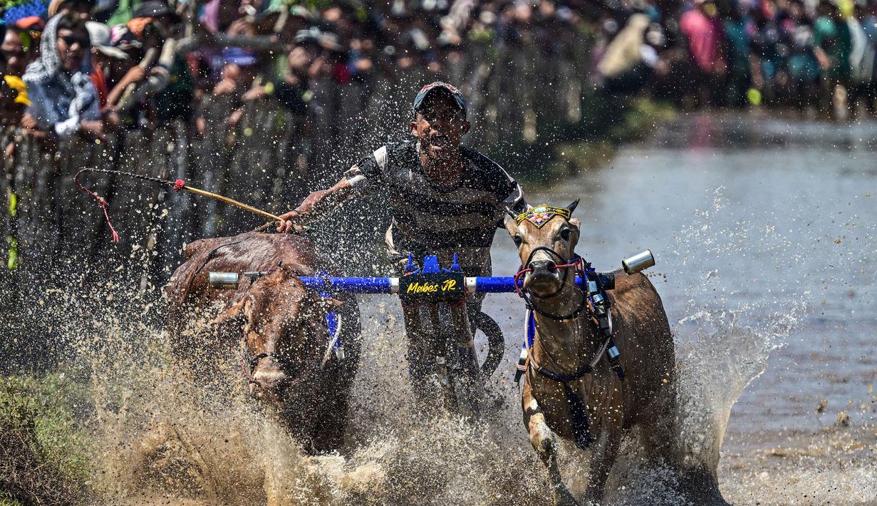 Seorang joki memacu sapi saat karapan dalam Festival Sapeh Brujul di Probolinggo, Jawa Timur pada Minggu 24 Mei 2026. (Juni KRISWANTO/AFP)