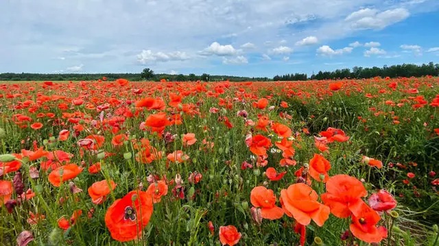 Bunga poppy