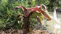 Heboh, Pohon Pisang Keramat di Cianjur Berbuah 7 Tandan