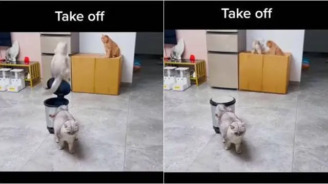 Viral Aksi Kucing Atraksi Pakai Tempat Sampah Ini Bak Pemain Sirkus