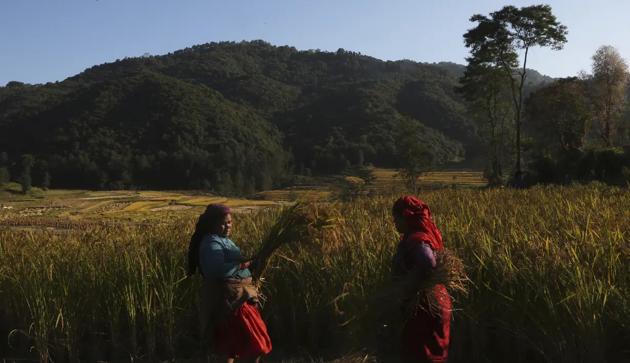 Dua petani Nepal memanen padi di Chaukot, di Distrik Kavre, Nepal (14/11/2019). Pertanian adalah sumber utama makanan, pendapatan, dan pekerjaan bagi mayoritas orang di Nepal. (AP Photo/Niranjan Shrestha)