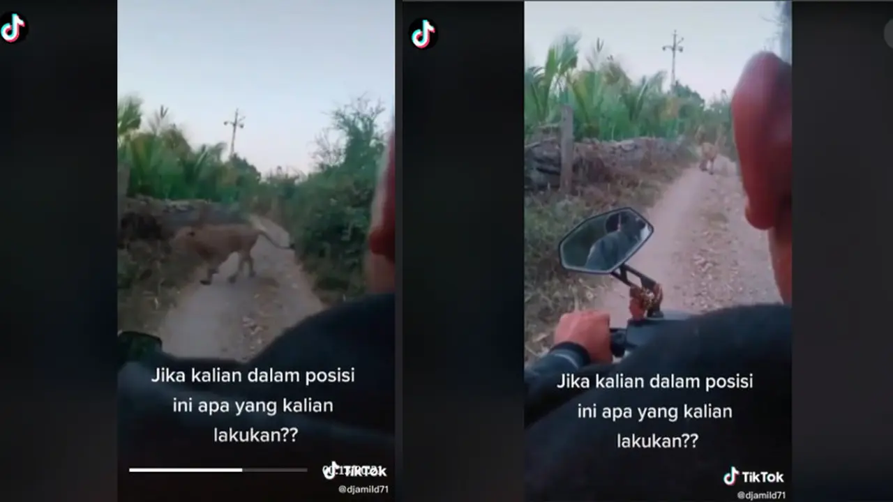 Pemotor berpapapasan seekor macan