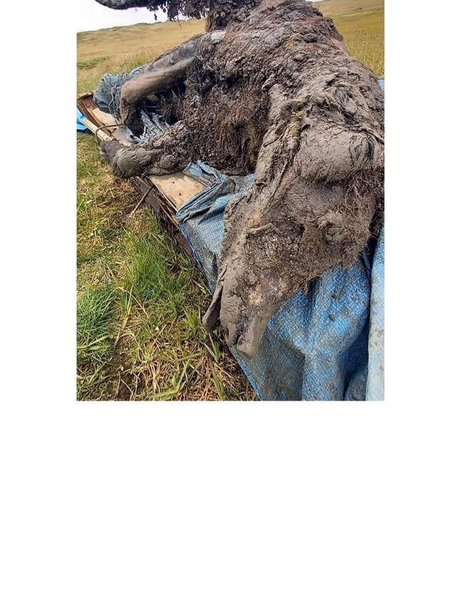 Berusia 40.000 Tahun, Fosil Beruang Gua Zaman Es Ini Ditemukan dengan Kondisi Utuh