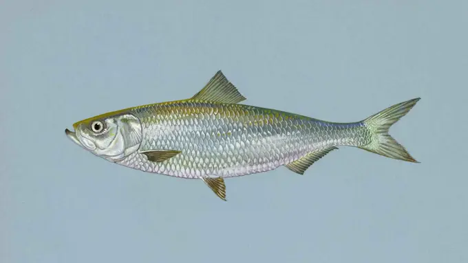 [Bintang] Ikan haring