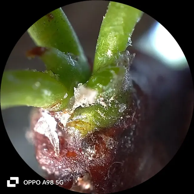 Hasil foto mikro dengan Oppo A98 5G (Liputan6.com/Giovani Dio Prasasti)