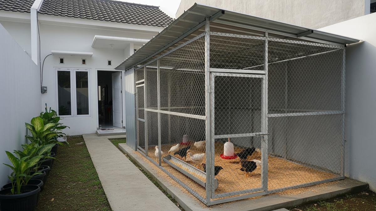 10 Desain Kandang Ayam Pedaging di Belakang Rumah, Hemat Tempat dan Biaya