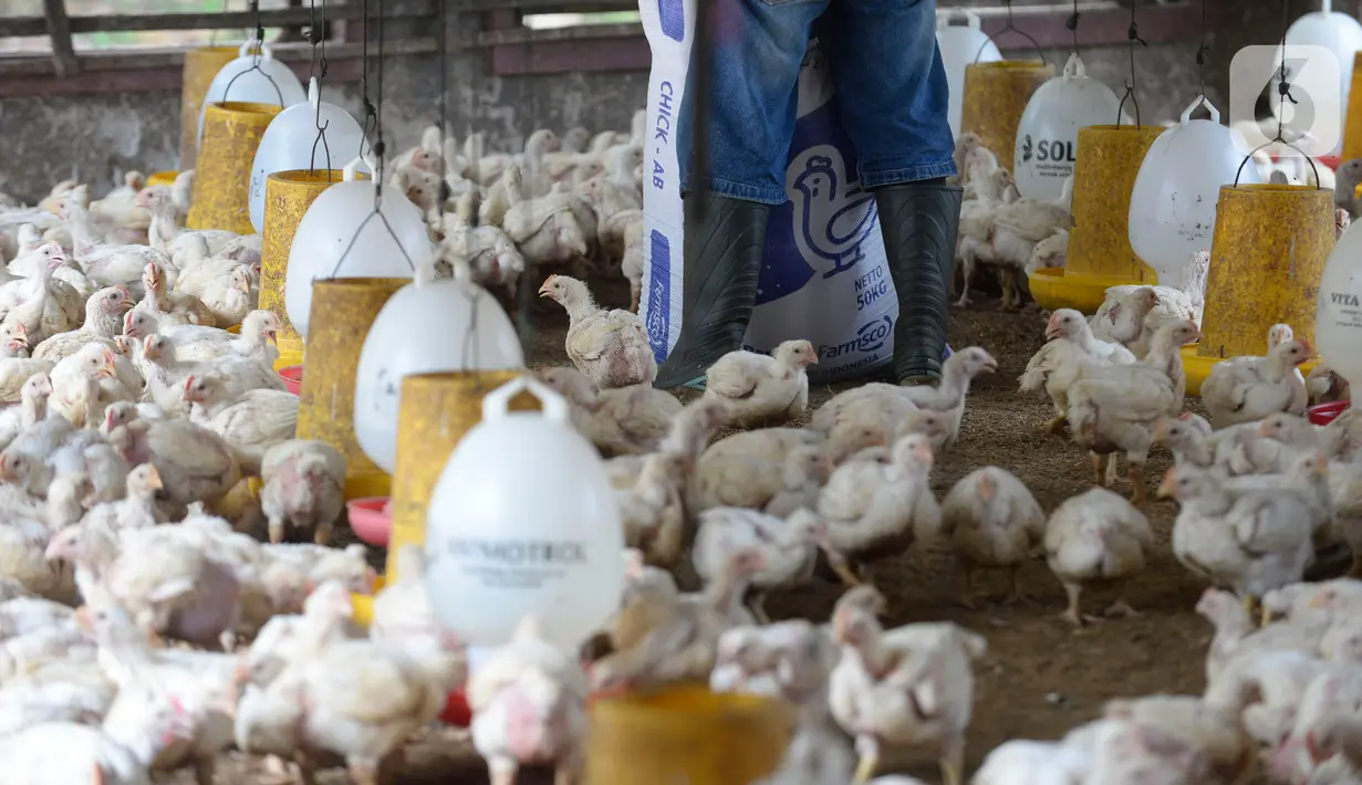 Pekerja memberi pakan ternak ayam potong yang sudah siap dijual di Kawasan Gunung Sindur, Kabupaten Bogor, Jawa Barat, Selasa (22/09/2020). Harga ayam potong di sana dijual Rp 24 ribu per kilogram, di mana saat masa pandemi harganya mengalami naik turun di pasaran. (merdeka.com/Dwi Narwoko)