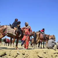 Dua etnis, Gujjars dan Bakarwals, masih budayakan hidup nomaden dengan mengelilingi Himalaya. (Sajad Rafeeq/Barcroft Images)