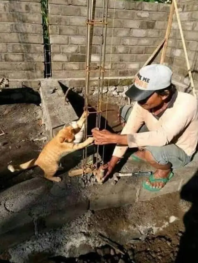 Kelakuan Kucing Lakukan Pekerjaan Rumah Ini Bak Manusia, Bikin Geleng Kepala