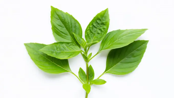 Menyehatkan Sistem Pencernaan