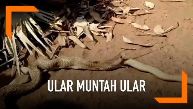 VIDEO: Bikin Geger Warga, Ular Kobra Muntahkan Ular