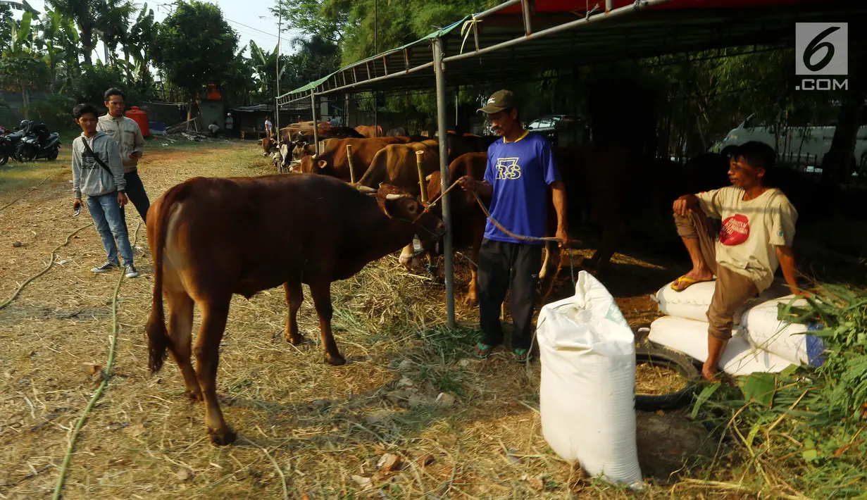 Pedagang mengecek hewan kurban yang dijajakannya di TPU Tanah Kusir, Jakarta, Senin (21/8). Pedagang hewan kurban memanfaatkan lahan di areal makam untuk menjual sapi menjelang Hari Raya Idul Adha. (Liputan6.com/Johan Tallo)