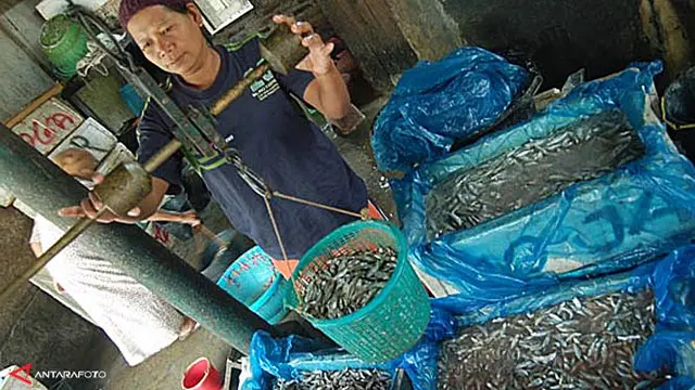 ikan-bilih-131004c.jpg