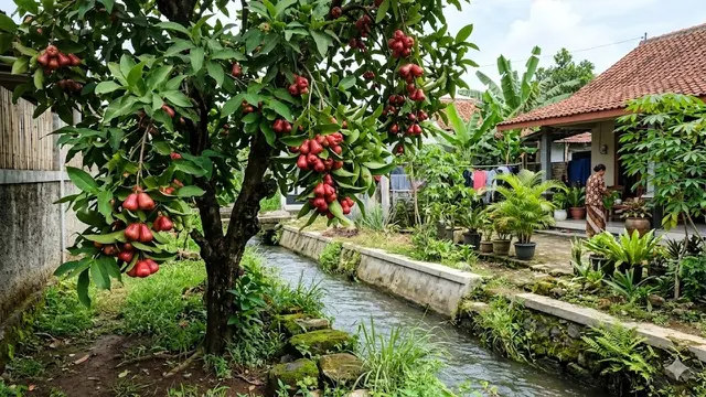 Tanaman Jambu Air