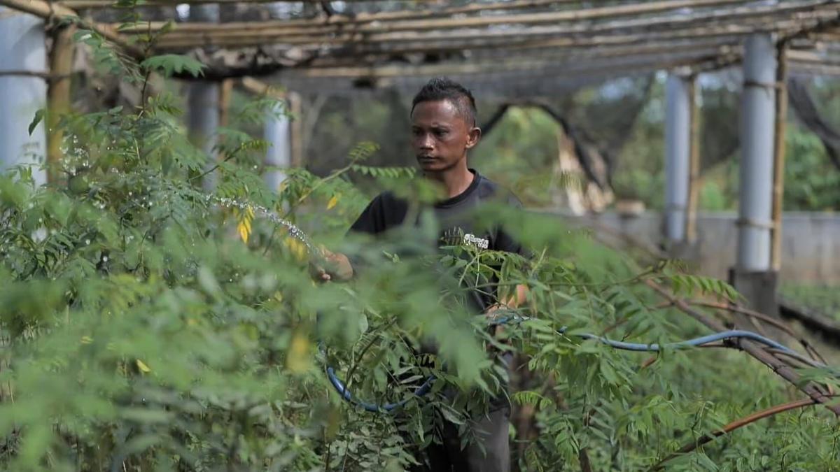 500 Ha Lahan Kering dan Kritis Disulap jadi Ladang Bahan Baku Biomassa
